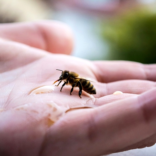 S čebelo in naravo do sprostitve in dobrega počutja (Api Bee Fit)